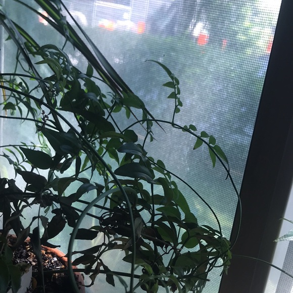 Common Jasmine - Picture 10 of 10